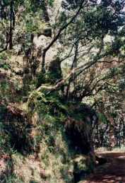 Weg entlang der Levada do Furado (1996)