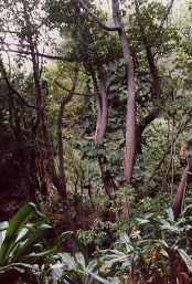 Inferno (Blandy Gardens 1992)