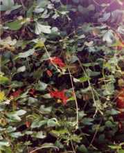 rote Maracuja-Bl�ten (Blandy Gardens 1992)