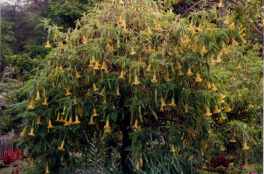 Stechapfel (Blandy Gardens 1992)