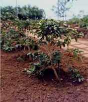 Kaffeestrauch (1992)