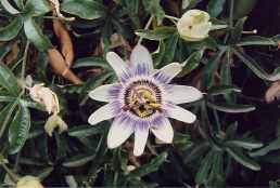 Passionsblume oder auch Maracuja (1992)