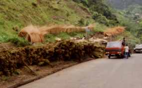 Madeira - Camacha & Korbweide