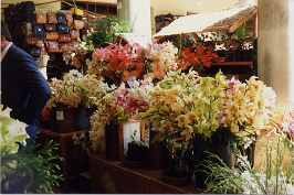 Blumenstand mit einer reichen Auswahl an Orchideen (1990)