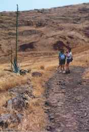 Agave mit riesigem Bl�tenstand (1992)