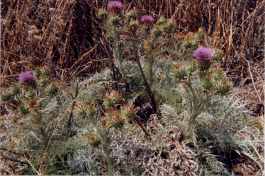 diese 'Distel' ist eine stachelige Kardone (1992)