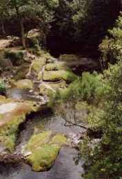 Ribeiro Frio (Bachlandschaft 1990)