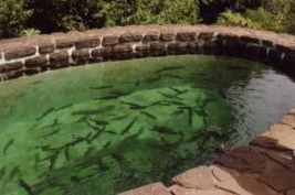 Forellenzucht - ausgewachsene (1990)