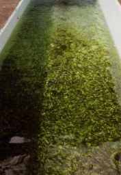 Forellenzucht - Winzlinge (1990)