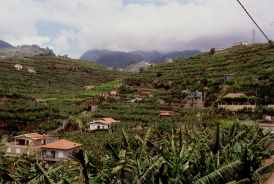 Bananenfelder ringsrum (1990)