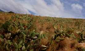 H�nge mit Kakteen (1990)