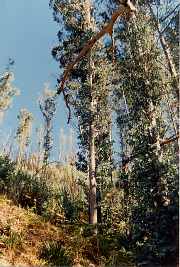 Eukalyptusb�ume (1988)